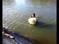 Catch Barramundi Using A Round Net