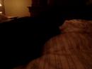 Crazy cat behavior