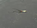 Model: S Curver SwimbaitLength: 170MMWeight: 85GPlastic: High Quality ABS PlasticStainless and Durable Hook AnchorsSharp and Hight Penetration HooksThis Swimbait lure is designed for catching Bass, Walleye, Musky and Pike. Real swim S-curve movements with true looks fools suspicious predator fish.The S Curver Swimbait swims because the shape of the head causes the bait to move back and forth and the body just sort of follows along.  The positioning of the two joints results an extraordinary S curve type action that is much more exaggerated than you would think could be generated from a lure with no bill.  This lure literally swims like the letter S on a slow to medium retrieve.  If you rip the bait or hit the rod, you can make the lure actually turn around backwards which is something that few lures can do.In addition to its unusual action, the S Curver Swimbait surprisingly well at high speeds.  You can burn the bait on the surface as fast as you can reel and it won't roll over or turn on its side. The speed versatility gives you a lot of options on the retrieve.  You could slow wind it in the 3 to 5 foot depth range, then burn it up over a weedbed or tree, then slow it way down again on the other side.  Or you could let the bait sink out into 20' and burn it back as fast as you can possibly reel to make it look like a trout shooting up off the bottom to escape.  When you kill the bait is stops almost immediately and begins a slow steady fall.  The bait will actually continue to make slow S turns on the fall if you give it enough slack.  One last thing to mention about the action is the fact that you can feel the lure swimming on the end of your rod. Some Fishermen personally like baits where they can feel the lure swimming because it demonstrates to me that the bait is sending out a good disturbance in the water, and it helps them keep contact with the lure. Another interesting and unique feature on the S Curver is the way the hooks are affixed to the bait.  There are heavy duty swivels molded into the body of the lure so instead of attaching the split ring and hook to a stationary eyelet, you attach the split ring and hook to a swivel.  This allows the hook to rotate 360 degrees which could potentially keep the fish from getting leverage to rip out the hook.  Its an interesting modification, one that I think will work well and help land more fish on this bait.  Overall the S-Curver is a solid performer and I've heard through the fishing grapevine that a number of tournaments in Southern California, Sweden, Denmark and Finland have been won on this bait already.  If you're looking for a swimbait with a lot of action that can be burned, ripped and twitched, this is a great option.