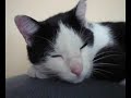 In loving memory of the best cat Chipatos In loving memory of the best cat Chipatos