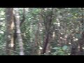 Belize: Zip lining 3