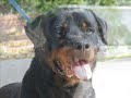 ROTTWEILER...PRAETORIANS OF CURES