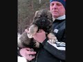 Слайд-шоу питомника кавказских овчарок 