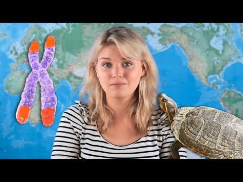 ROCKETBOOM - Nothing lasts forever, but the animals on today's episode stick around a lot longer than the rest of us. Molly included. Show credits here: http://bit.ly/pLx...
