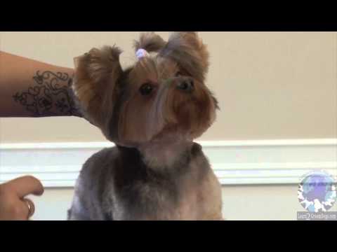 Grooming a Pet Yorkie in the 'Bella-Bottom Trim' Part 2