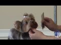 Grooming a Pet Yorkie in the 'Bella-Bottom Trim' Part 2 Clydesdale Terrier