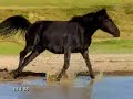Horses - Hills Of Ireland Horses - Hills Of Ireland