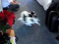 Japanese Chin video