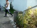 Dosentricks