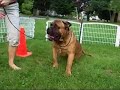 DEXT-ORR BULLMASTIFFS-LUCA MY 10 MO OLD BOY