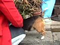 ビーグル犬・ルーシー