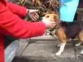 ビーグル犬・ルーシー