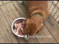 Jersey eating her RAW meal