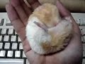 hypnotized Hamster who likes Coke RE:Hamster Dance hypnotized Hamster who likes Coke RE:Hamster Dance