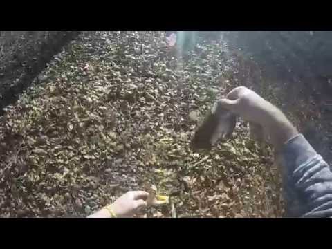 how to harvest deer antlers
