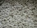 How to remove Dog Vomit from Carpeting
