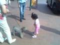 videos de avsin