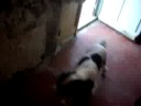 baxou petit chien