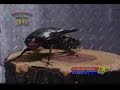 Giant Beetle vs Scorpion Giant Beetle vs Scorpion