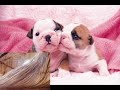 Blub Blub Blub Blub Blub Blub