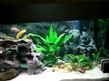 Tanganjika Aquarium