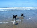 dogs chasing stick dogs chasing stick