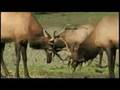 Outdoor Storytellers: Elk mating season