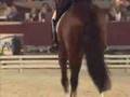 Equestrian Music Video- Contest Entry (**WINNER**)
