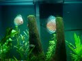 Nome Popular: Acará Disco Outros nomes conhecidos:  Symphysodon discus Nome Científico: Symphysodon aequifasciatus aequifasciatus Família: Cichlidae (Ciclídeos) Origem: Amazônia, perto de Santarém e Tefé. Peixes vendidos no hobby são geralmente capturados na natureza. Dimorfismo sexual É difícil distinguir os sexos fora da época de desova; durante a época da procriação, a forma da papila genital é a melhor identificação; É pontiaguda nos machos e arredondadas nas fêmeas. Sociabilidade: Territoriais apenas durante a procriação; fora dessa época são peixes cardumeiros. São muito pacíficos, não se escondem e formam famílias núcleos (mãe / pai / filhos). Manutenção recomendada: Necessitam de aquários mais largos e altos quanto possíveis, não menos que 100 a 120 cm e 50cm de altura. A espécie prefere aquários ligeiramente plantados com solo simples e poucas plantas de raiz. Adicione algumas rochas maiores que não afetam a água e disponibilize uma área para que possam nadar. A iluminação deve ser suave. A temperatura da água deve estar entre 26 a 28 graus. No inverno, mínimo de 23 graus é recomendado. O peixe necessita de aquecimento e prefere o meio e a parte inferior da água para se acomodar. Reprodução: Recomendado água mole, levemente ácida, pH de aproximadamente 6.5 e 2-3 dGH e temperatura entre 28 a 31 graus. Trocas parciais de água são importantes, um quarto do aquário devem ser trocadas a cada 3 semanas. A fêmea desova em pedras e folhas cuidadosamente limpas, botando algumas centenas de ovos. Assim que os alevinos nadam livremente, eles se alimentam da secreção produzida pela pele dos adultos. Ambos os pais cuidam e guardam os filhotes. Alimentação: Alimento vivo como larvas de mosquito, pulga dágua, insetos dágua, artêmia salina e Tubifex. Também aceita alimento industrializado de boa procedência. Notas especiais: Há duas sub-espécies: Symphysodon aequifasciatus axelrodi, o disco marrom e o Symphysodon aequifasciatus haraldi, o disco azul. Os discos diferenciam apenas em sua cor. Temperatura ideal: 26 a 30 graus PH Ideal: 6.5 a 7.0 GH Ideal: 2 a 3 dGH Tamanho do peixe adulto: Até 15cm Tamanho aquário recomendado: 100cm Região do aquário: Meio e inferior da água Dificuldade de criação: (1 a 4) 4: Aquaristas com muita experiência, experts 