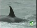 Orca\