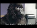 Cadbury dairymilk advert with gorilla, you know you love it!