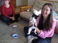 Kitten LOVES Broccoli
