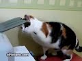 cat vs printer cat vs printer