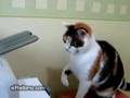 cat vs printer