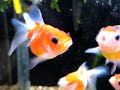 ONE EYED FISH!!!