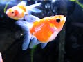 ONE EYED FISH!!!