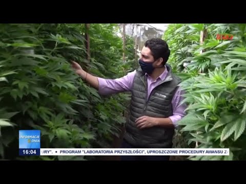 Przełom w sprawie medycznej marihuany?