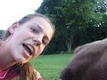 Dog and ball - \"Attenborough\" commentary Dog and ball - \"Attenborough\" commentary