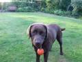 videos de Ronaldo put in the shade ....by  Lily - chocolate labrador