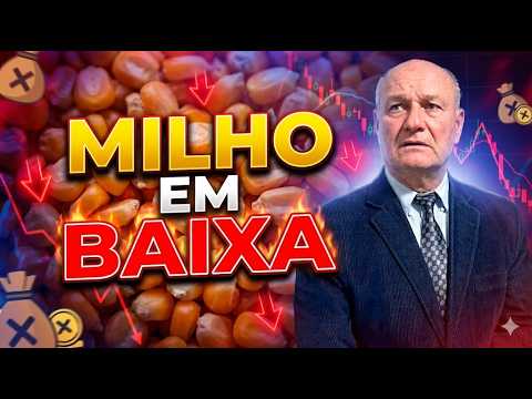 Milho em baixa: A chegada da safra e a necessidade de venda do produtor.