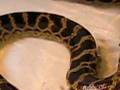 Anaconda Snake