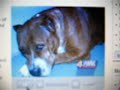 Two pit bulls attack 4 yr old girl and 56 yr old man Two pit bulls attack 4 yr old girl and 56 yr old man