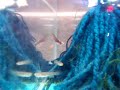 Killifish - Aphyosemion Australe Chocolate