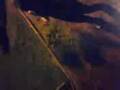 videos de WEBEO 2! :E