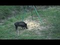 Bow Hunting Hogs in Madisonville Texas Bow Hunting Hogs in Madisonville Texas
