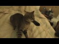 My Bobcat Kitten Isis Playing My Bobcat Kitten Isis Playing