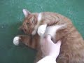 Mission Orange Tabby Mission Orange Tabby
