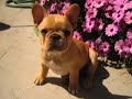 French Bulldog Puppies For Sale - Adorable Frenchies