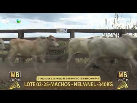 555� LEIL�O VIRTUAL MB LEIL�ES