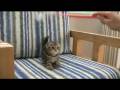 ねこじゃらしVS子猫 / 〜kitty series〜 kitty VS foxtail / 狗尾草VS小猫